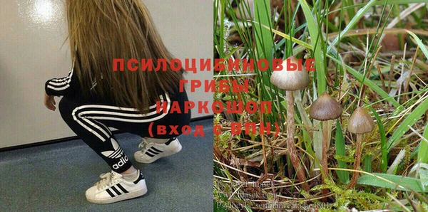 стафф Бердск